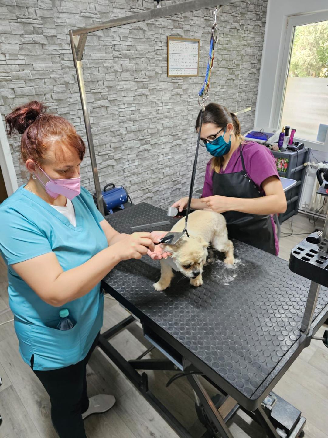 Curs Coafor Canin Cod COR  516402